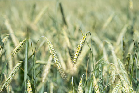 Barley spikelets at farm field, close up. Green barley crop plants, selective focus. Agriculture...