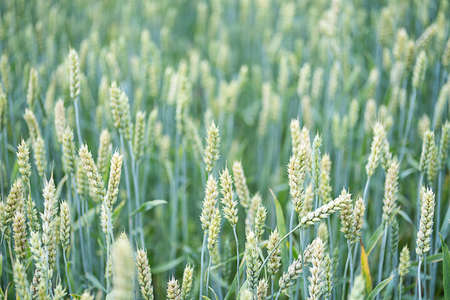 Wheat spikelets at farm field, close up. Young green ears of wheat crop plants, selective focus. Agriculture background.の写真素材