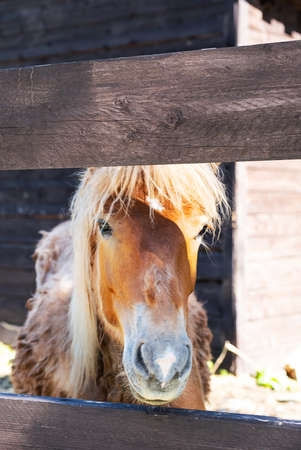 Horse portrait at ranch. Cute young horse near wooden fence at farm.の写真素材