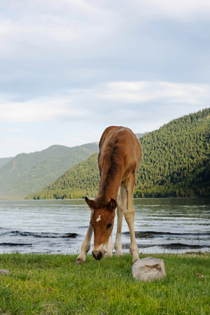 Ð¡ute foal grazing on lakeshore. Young horse pasturing on lawn lakeside.の写真素材