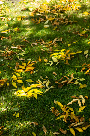 Fall foliage on green grass . First autumn falling leaves.