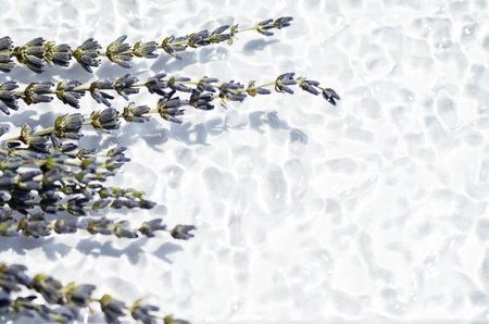 Dried lavender blossoms, close up with copy space.の写真素材