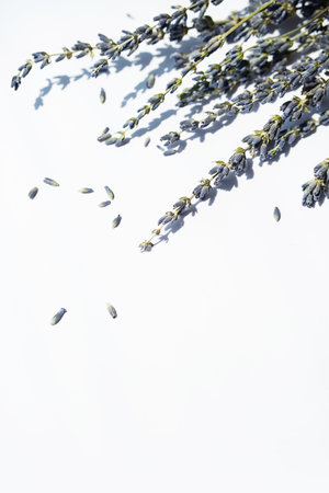 Dried lavender blossoms bundle on white.の写真素材