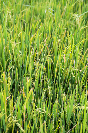 Rice plantation in sunlight. farm field background.の写真素材