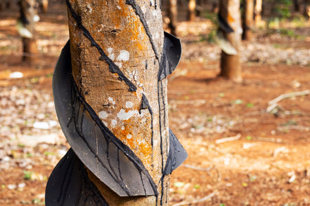 Rubber tree on plantation, close-up. Collecting latex from rubber tree.の写真素材