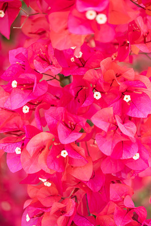 Pink splendor floral pattern. Pink flowers close up, selective focus.