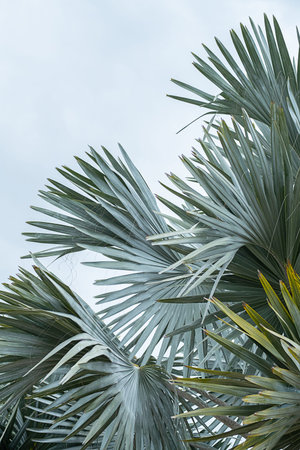 Blue palm leaves natural pattern. abstract nature background.
