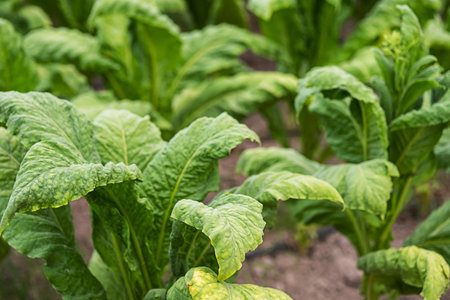 Tobacco leaves at plantation, close up. Field of tobacco.