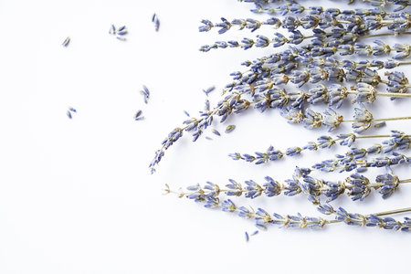 Dried lavender flowers on white. Tender flower arrangement.の写真素材