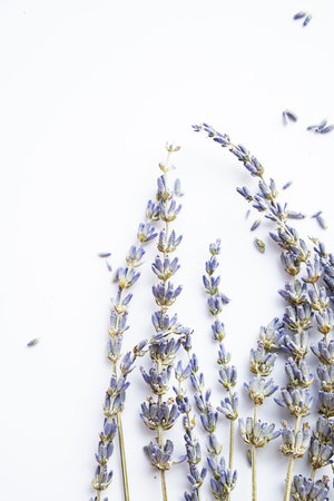 Dried lavender flowers on white. Tender flower arrangement.の写真素材