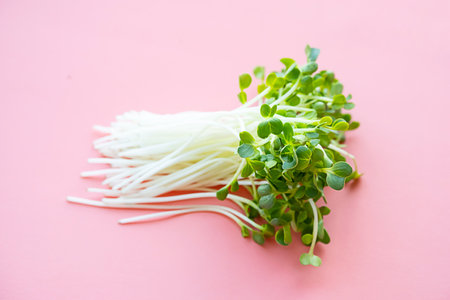 Radish micro greens bunch on pink.の写真素材