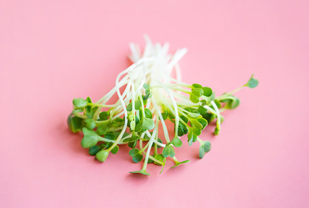 Radish micro greens bunch on pink.の写真素材