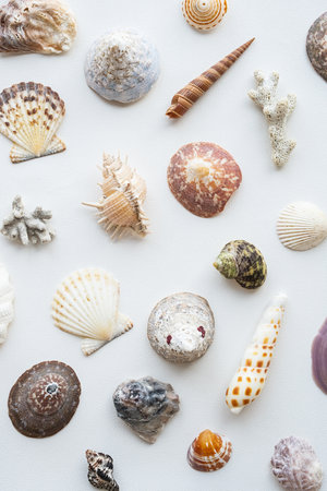 Seashell collection. Summer nautical composition of sea shells.の写真素材