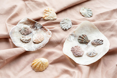 Seashells maritime wealth. Sea shells collection for crafting decoration.の写真素材