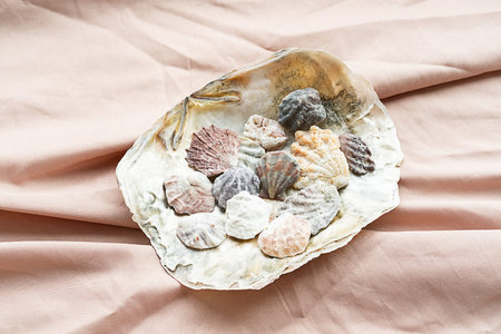Seashells maritime wealth. Sea shells collection for crafting decoration.の写真素材