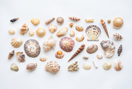 Seashell aesthetic background. Sea shell summer collection.の写真素材