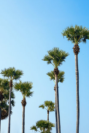 Tropical palm trees against blue sky. Summer holidays or travel concepts.の写真素材