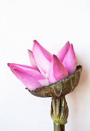 Lotus flowers bouquet on white.の写真素材