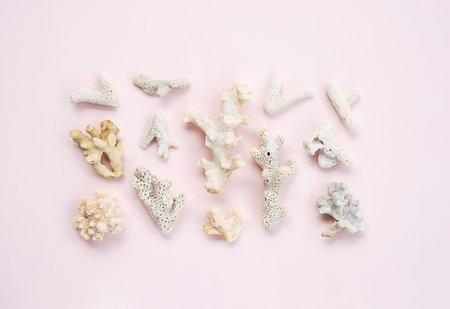 Fossil coral arrangement. marine collection.の写真素材