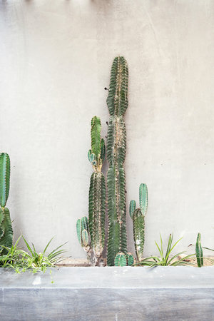 Giant cacti against concrete gray wall.の写真素材