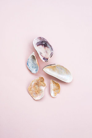 Some seashells on pink.