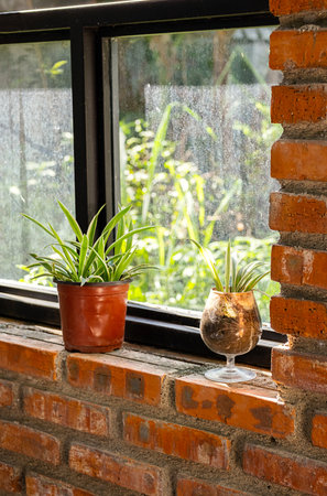 Use craked wineglass as flower pot.の写真素材