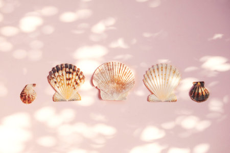 Scallop seashells beach collection.