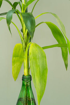 Lucky bamboo growing in water. Greenery still life.の写真素材