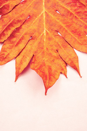Bright autumn leaf close up, copy space.
