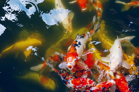 Multicolored carps crowded in pond. Zen like oriental nature background.の写真素材