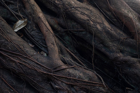 Old giant tree in tropical rainforest, close up.