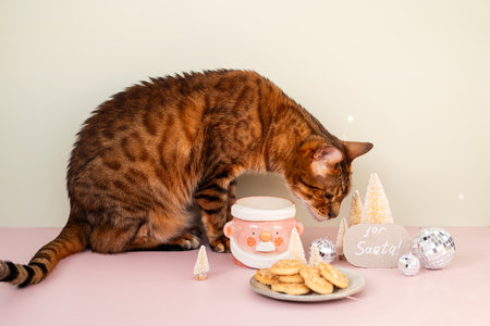 Cat stealing Santa's cookies and milk.の写真素材