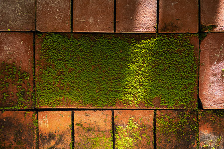 Moss on brick wall in sunlight. Mossy bricks backgrounds.