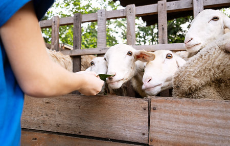 Woman feeding sheep behind the fence.の写真素材
