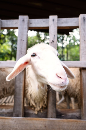 Amusing sheep portrait. Domestic animals at farm.の写真素材