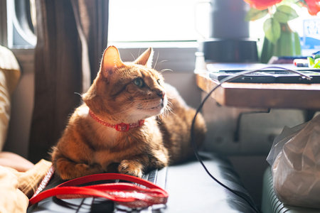 Domestic cat travelling with owner by train.
