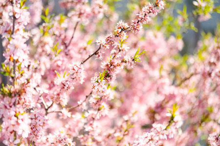 Pink tree flowers blooming in the springtime garden.の写真素材