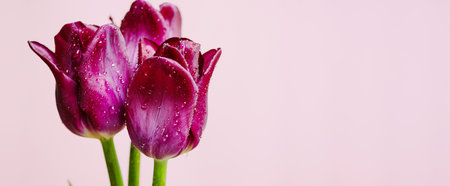 Closeup of tender tulip flowers.の写真素材