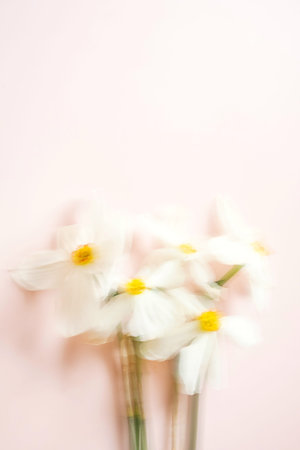 Abstract defocused Daffodil flowers background.の写真素材
