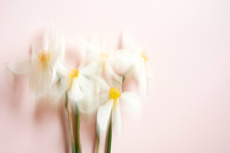 Abstract defocused Daffodil flowers background.の写真素材