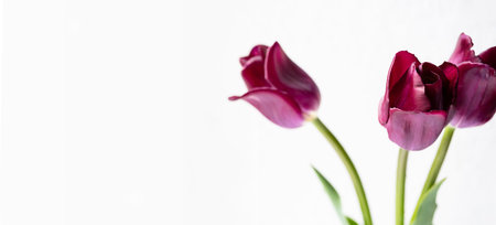 Beautiful tulip flowers bouquet.