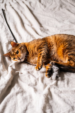 Cat playing on cozy bed with toy mouse, showing playful behavior.の写真素材