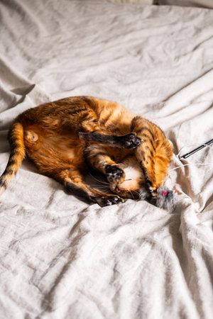 Cat playing on cozy bed with toy mouse, showing playful behavior.の写真素材