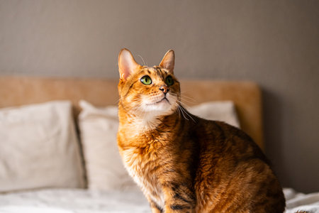Cat with green eyes sitting on bed in bright room.の写真素材