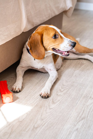 Beagle dog lying on floor next to toy and bed inside home.