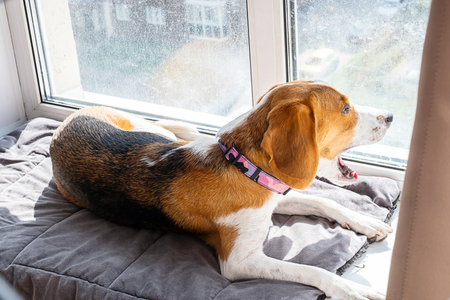 Beagle dog lying on gray cushion near window at home.の写真素材