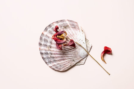 Withered flower placed on seashell. Natural beauty and simple still life.