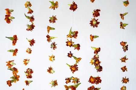 Hanging dried flowers on strings against white wall.
