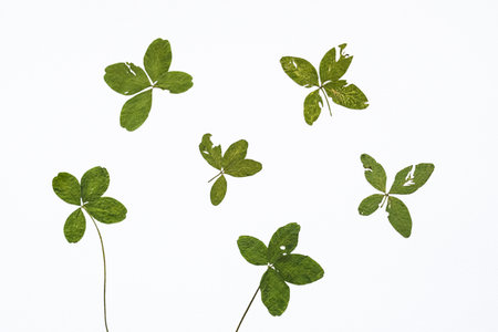 Collection of pressed four leaf clovers.の写真素材