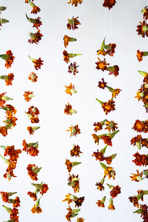Hanging dried flowers on strings against white wall.の写真素材